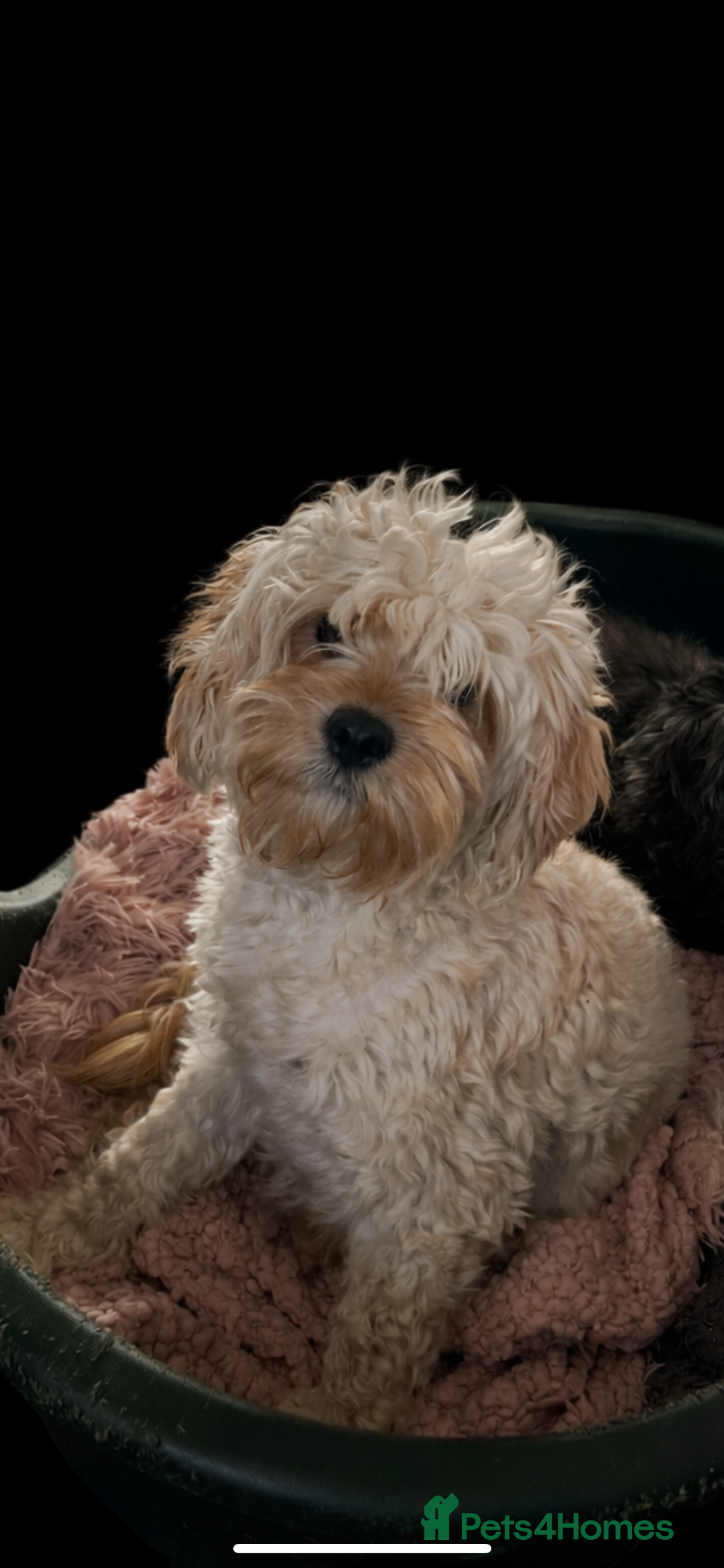 Cavapoo dogs for sale: stunning litter of cavapoo girls  - Advert 3