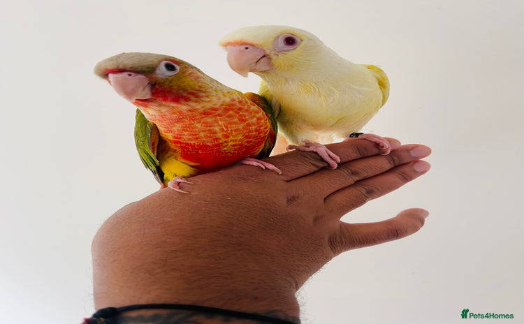 Conures birds - Advert 1