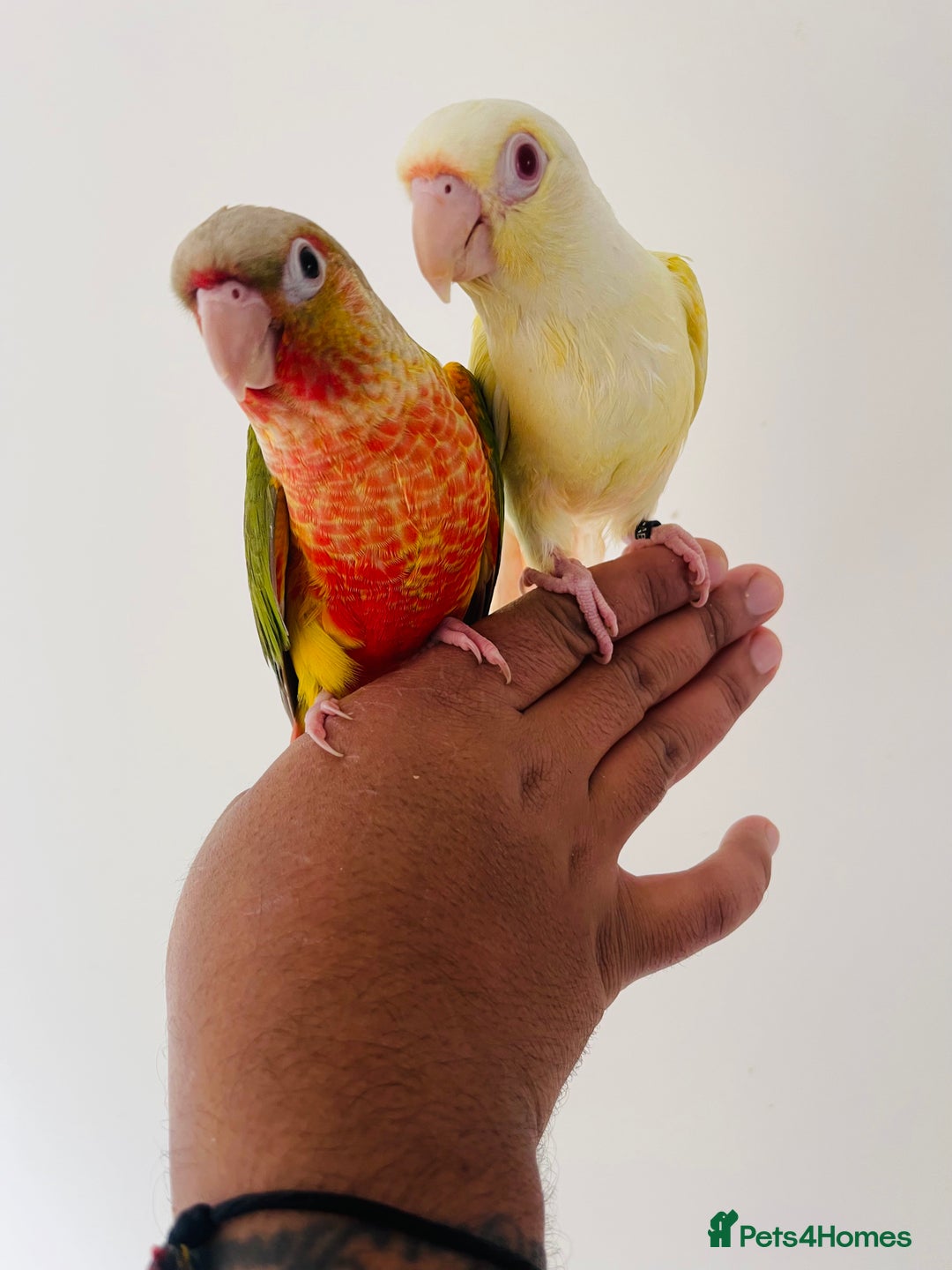 Conures birds for sale: Hand reared conures for sale  - Image 1