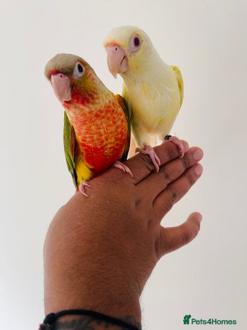 Conures birds - Advert 5