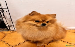 Pomeranian dogs for sale: 1 year old Pomeranian for sale  - Image 1