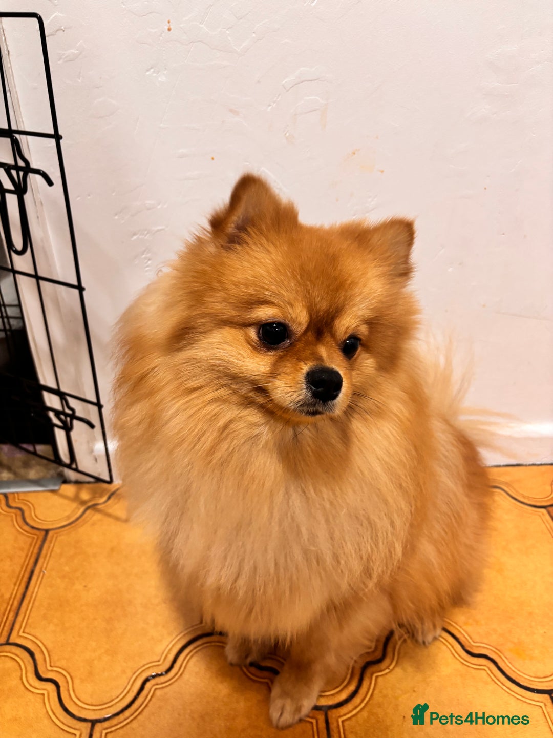Pomeranian dogs for sale: 1 year old Pomeranian for sale  - Image 1