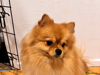 Pomeranian dogs - Advert 17
