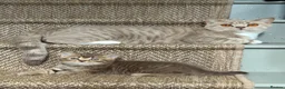British Shorthair cats for sale: Stunning British shorthair kitten  - Advert 28