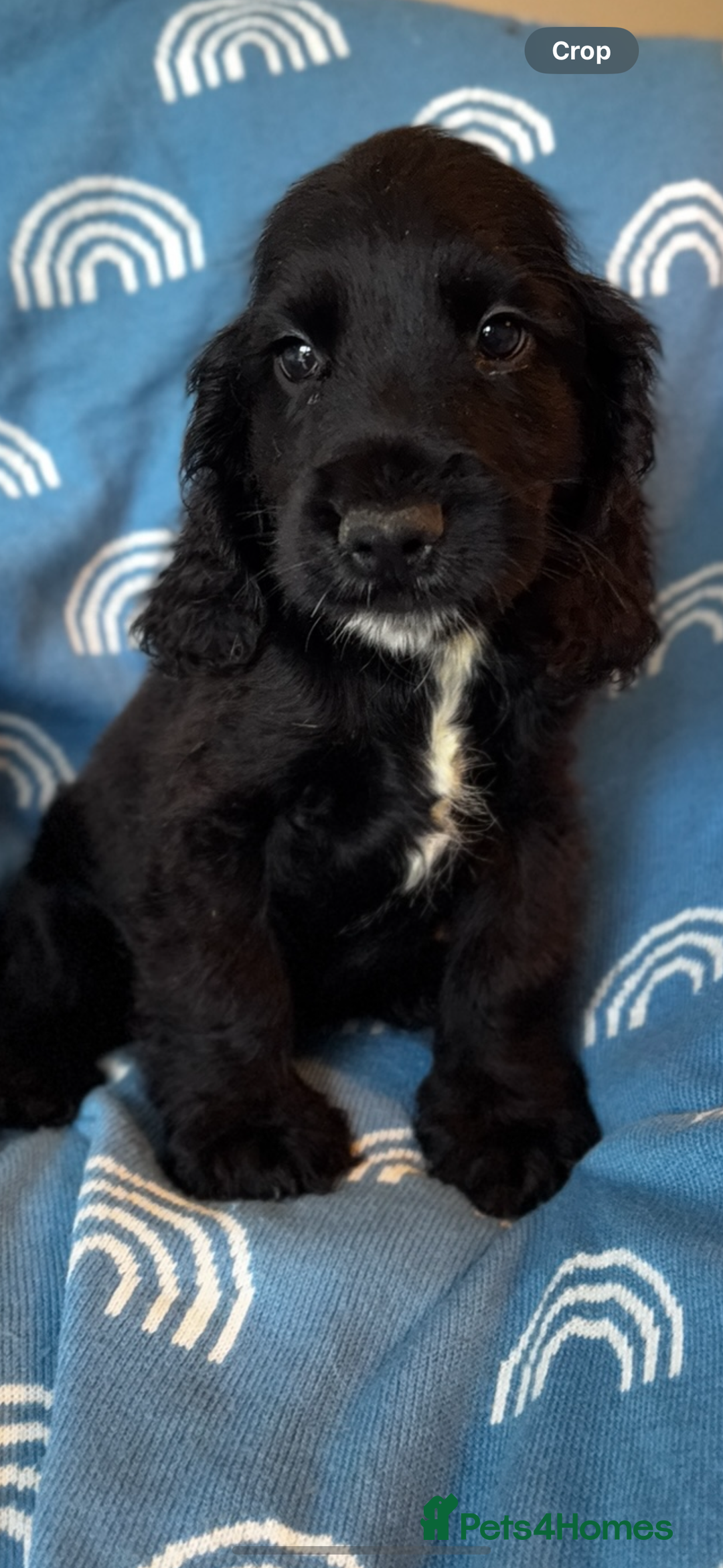 Cocker Spaniel dogs for sale: Cute cocker spaniels  - Advert 6