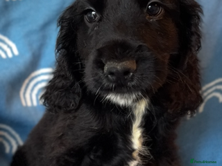 Cocker Spaniel dogs Cute cocker spaniels - Advert 2