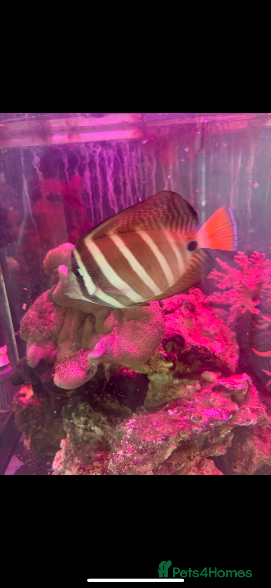 Other/Mixed Breed fish for sale: Yellow tang, sale fin, fox face  - Advert 1