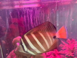 Other/Mixed Breed fish Yellow tang, sale fin, fox face - Advert 1