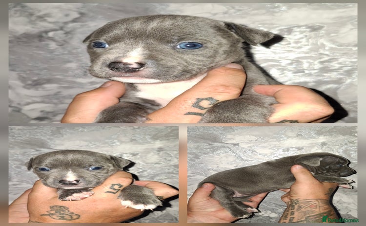 Staffordshire Bull Terrier dogs - Advert 1