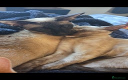 Siamese cats for sale: Siamese Mum with her kitten (girl) - Image 2