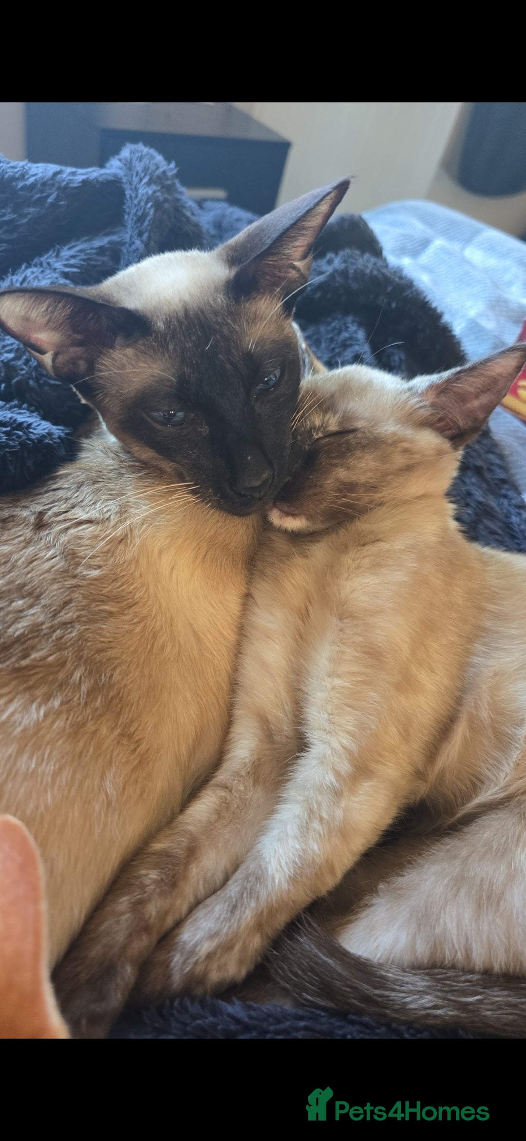 Siamese cats for sale: Siamese Mum with her kitten (girl) - Image 2