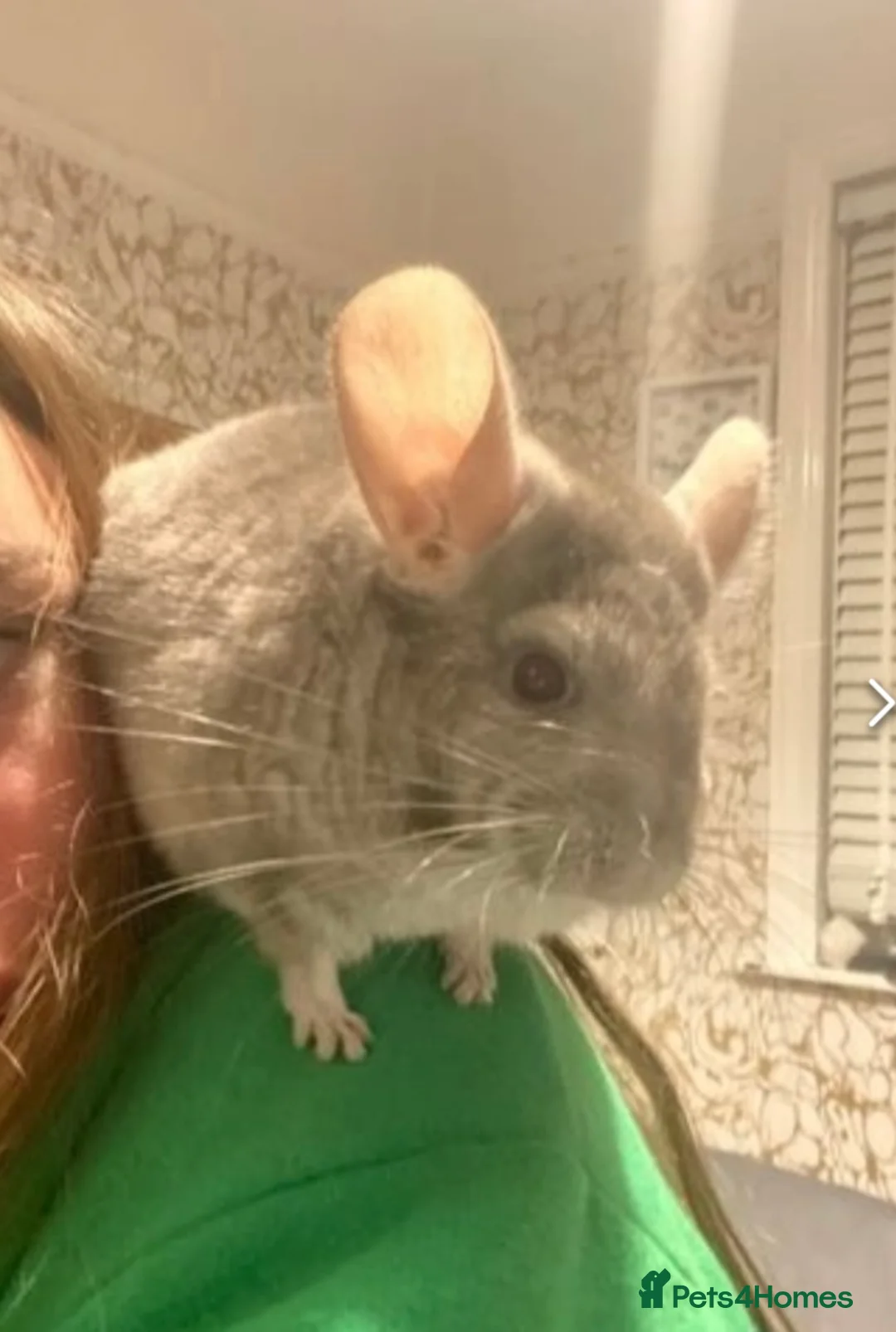 Chinchilla rodents for sale: Friendly chinchilla for sale  - Advert 2