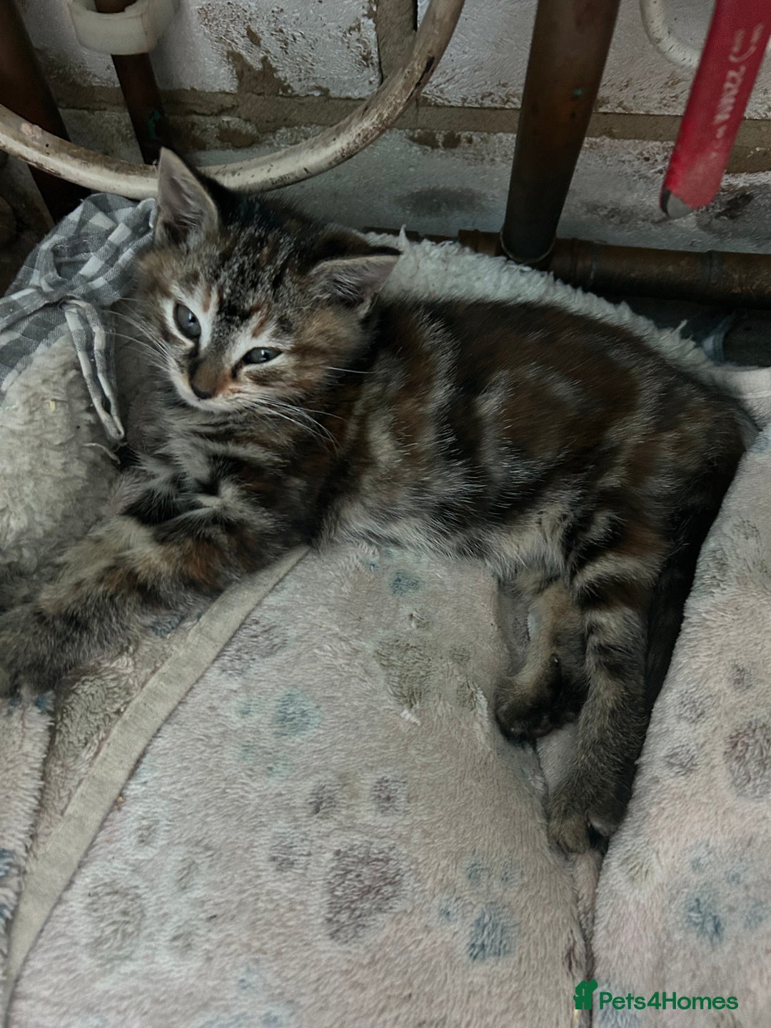 Mixed Breed cats for sale: Three beautiful kittens - Advert 11