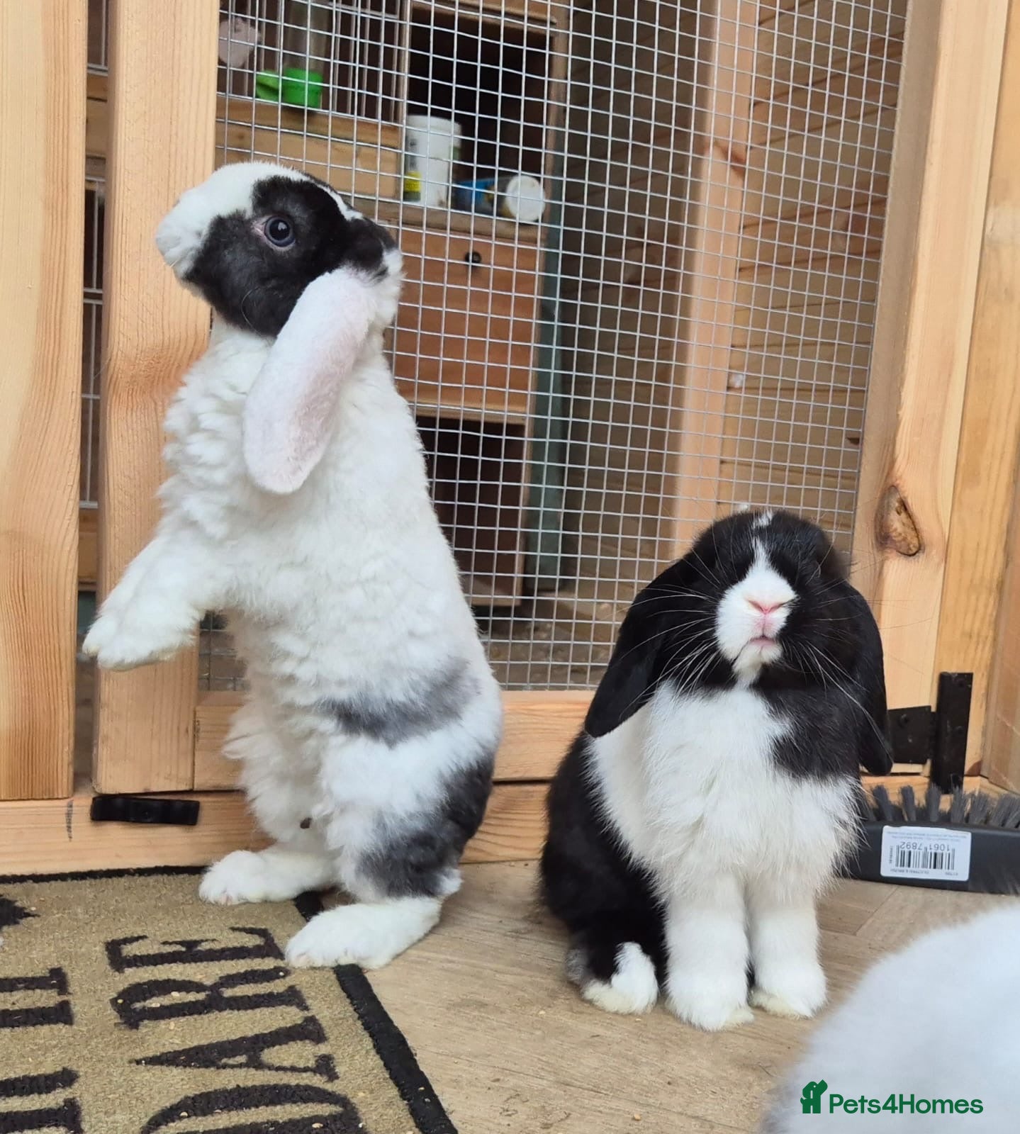 Mini Lop rabbits Mini lops - Advert 14