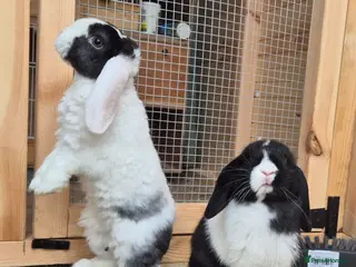Mini Lop rabbits Mini lops - Advert 14