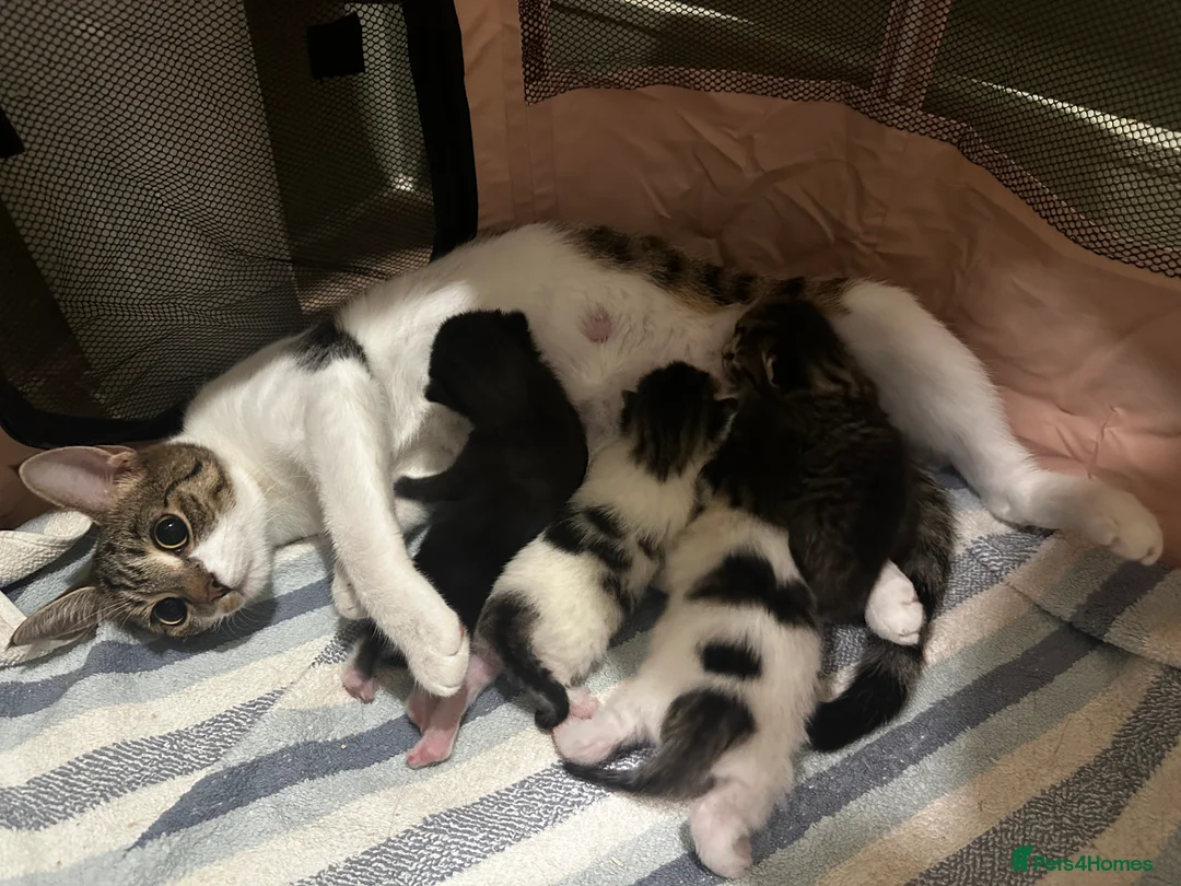 British Shorthair cats for sale: LAST BOY AVAILABLE ✨🩵  - Advert 1