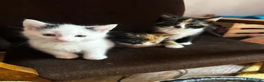 Mixed Breed Kitten 2