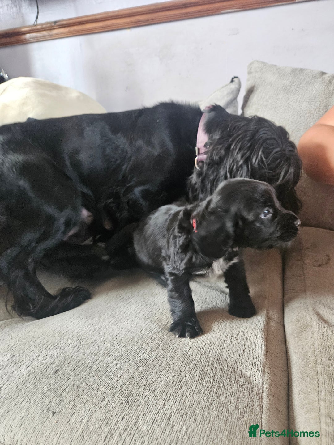 Cocker Spaniel dogs for sale: Beautiful cocker spaniel pups - Image 11