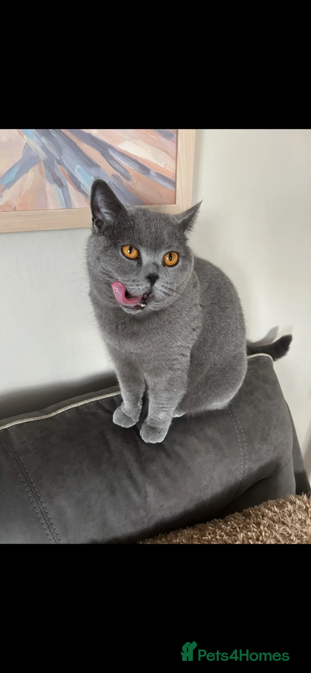 British Shorthair cats for sale: GCCF ACTIVE FEMALE  - Advert 3
