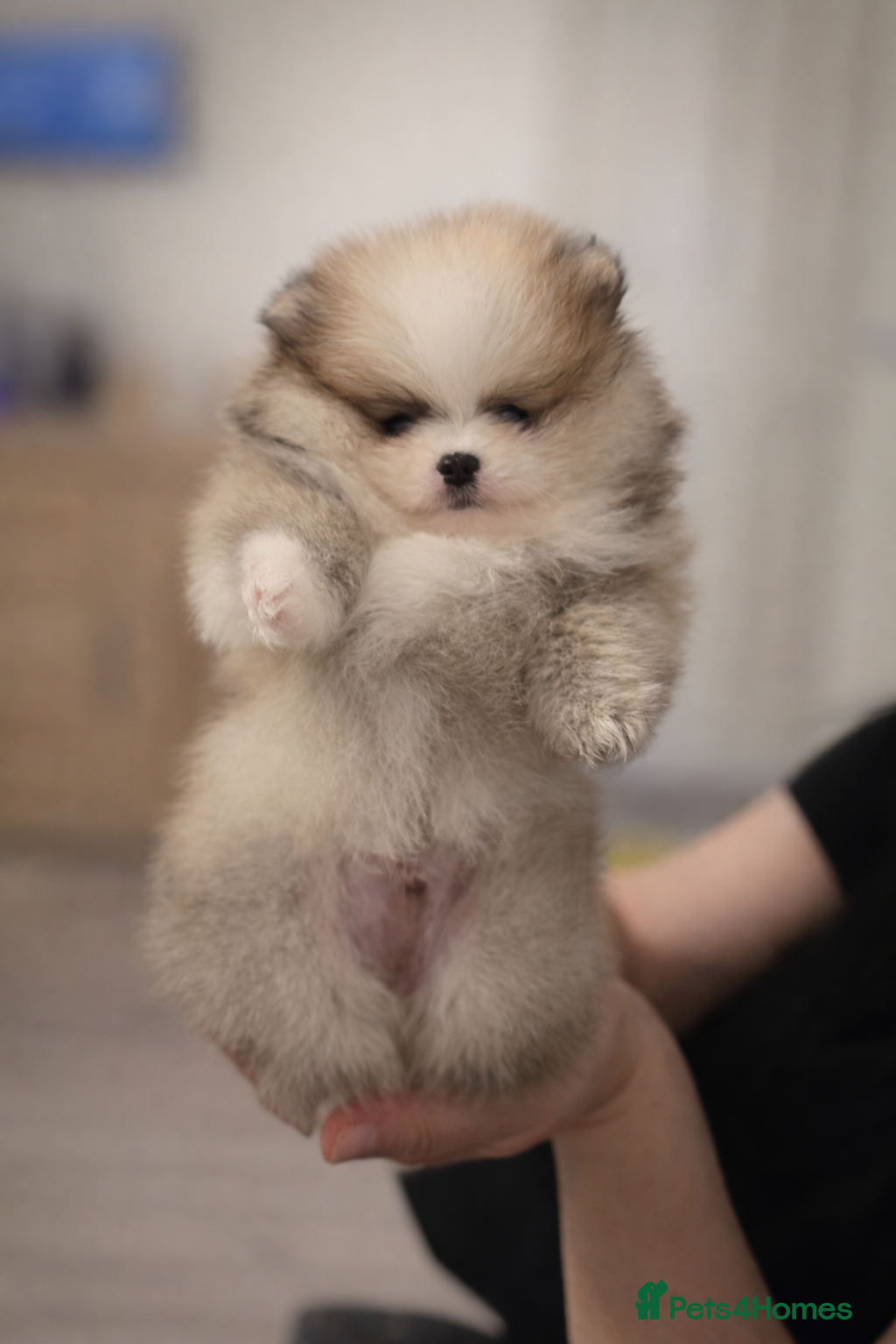 Pomeranian dogs KC Pomeranian puppies, stunning quality 💫 - Advert 5