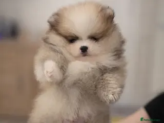 Pomeranian dogs KC Pomeranian puppies, stunning quality 💫 - Advert 9