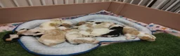 Standard Poodle dogs for sale: Elite KC Reg'd Standard Parti Poodle Pups - Advert 3