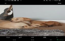 Labrador Retriever dogs for sale: X2 male x3 bitch lab pups  - Image 11