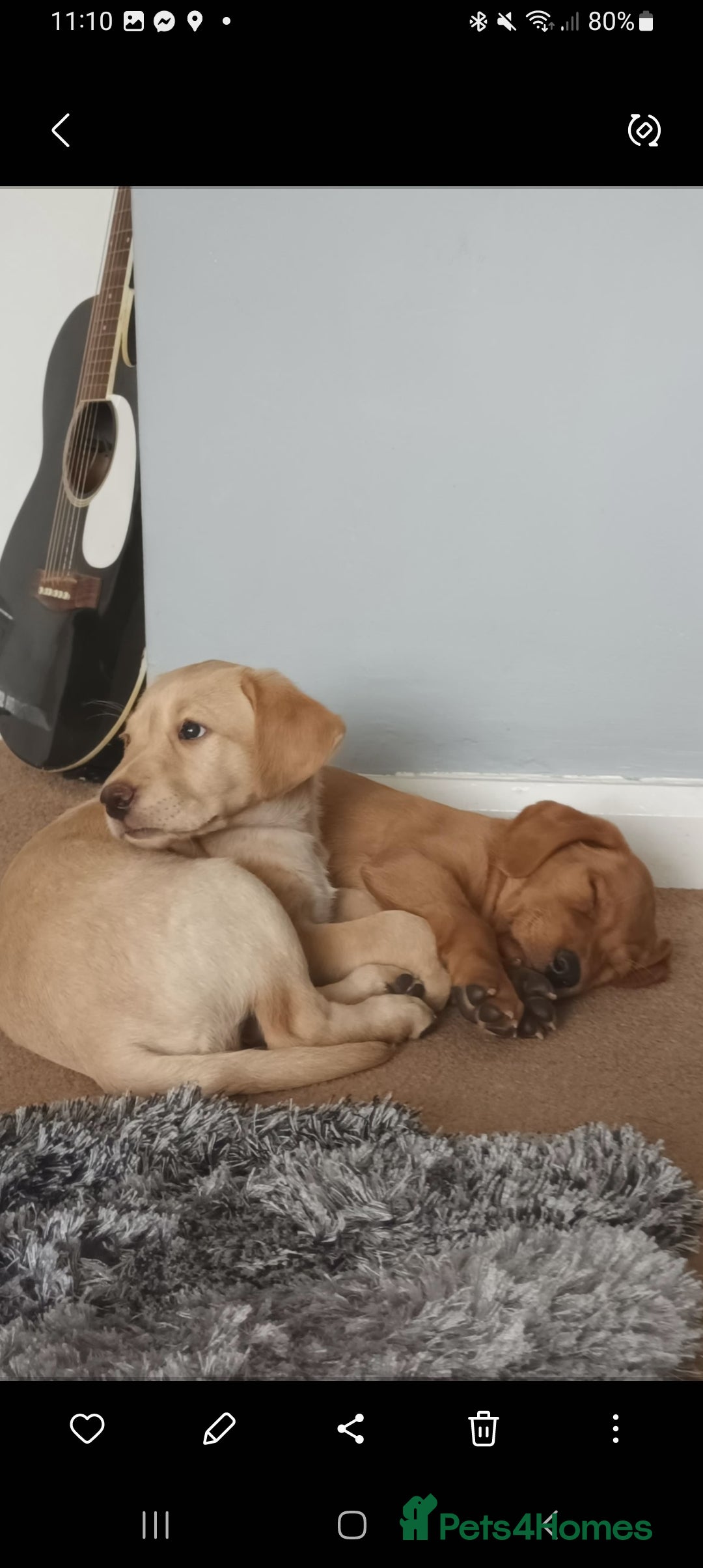 Labrador Retriever dogs for sale: X2 male x3 bitch lab pups  - Image 11