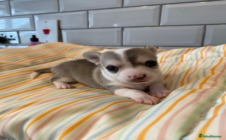 Chihuahua dogs - Advert 1