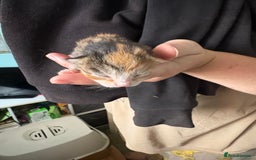 Domestic Shorthair cats for sale: 5 Domestic Shorthair Kittens - Image 9