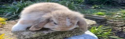 Mini Lop rabbits for sale: Stunning mini lop male baby rabbit  - Advert 2