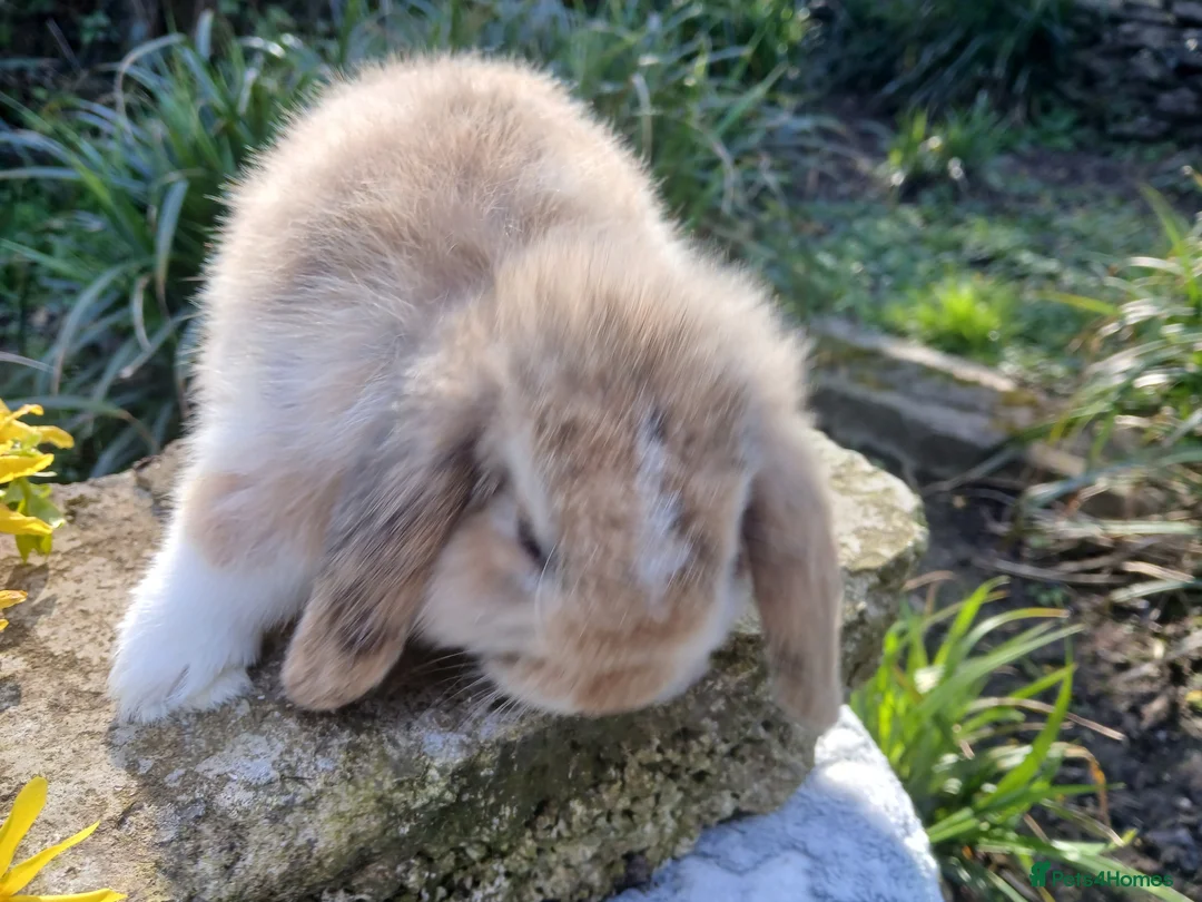 Mini Lop rabbits for sale: Stunning mini lop male baby rabbit  - Advert 2