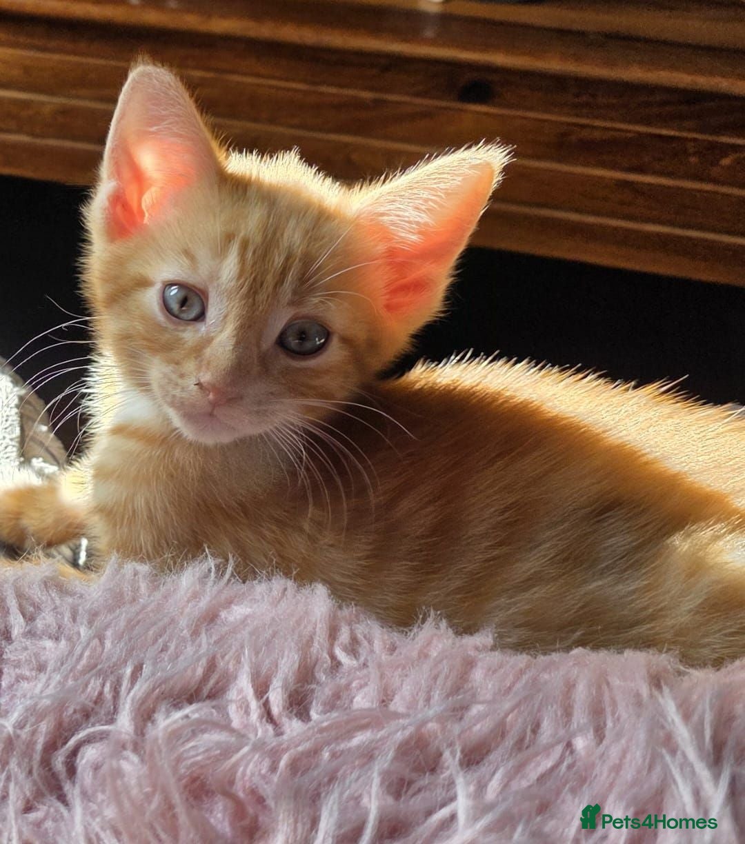 Mixed Breed cats Beautiful litter of kittens - Advert 10