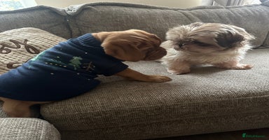 Dogue De Bordeaux dogs Beautiful girl Nala  - Advert 7