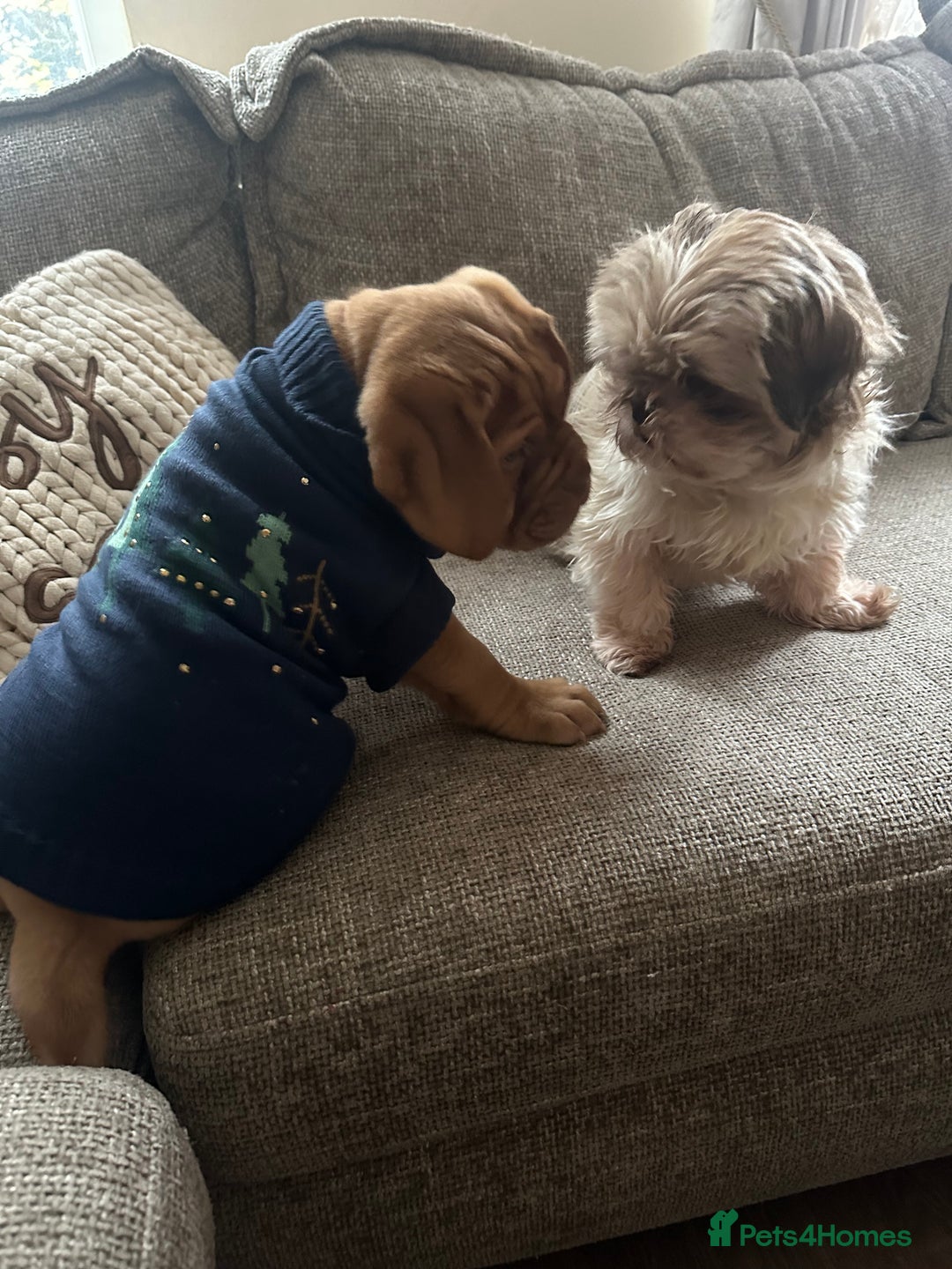 Dogue De Bordeaux dogs for sale: Beautiful girl Nala  - Advert 3