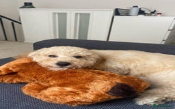 Cockapoo dogs for sale: Male Cockapoo Puppy - Ready to leave - Image 1
