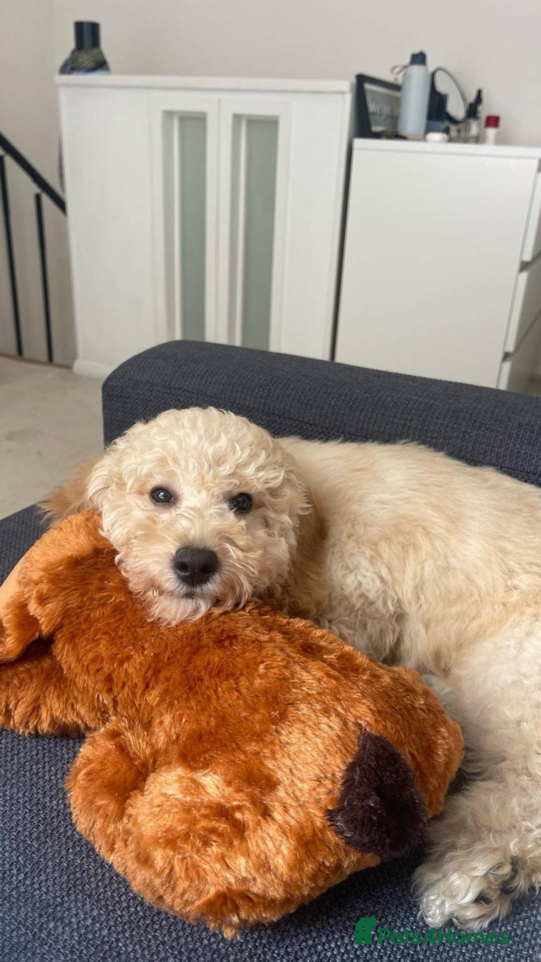 Cockapoo dogs for sale: Male Cockapoo Puppy - Ready to leave - Image 1