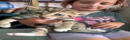 Mixed Breed cats for sale: Benghal cross - Advert 2