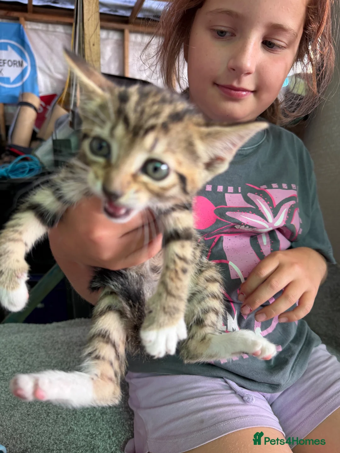 Mixed Breed cats for sale: Benghal cross - Advert 2