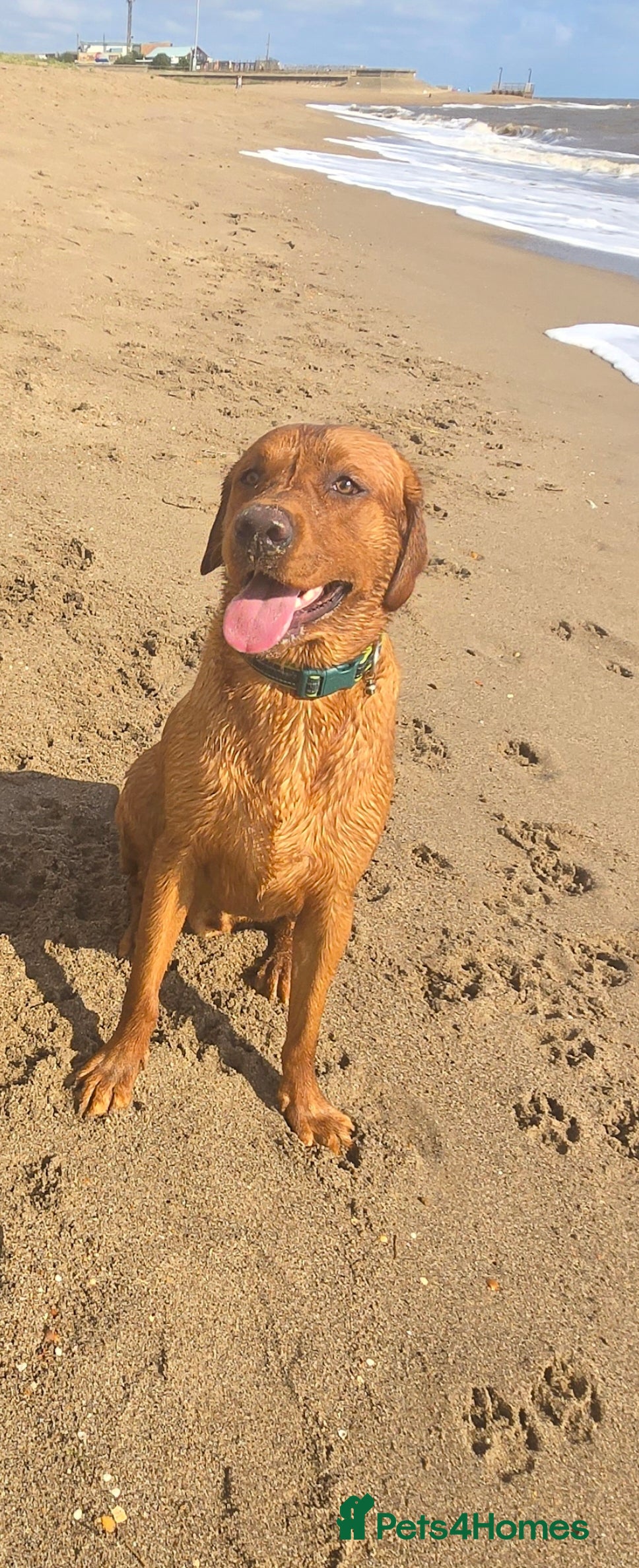 Labrador Retriever dogs Fox red labrador for stud - Advert 3