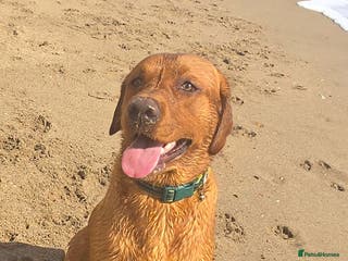 Labrador Retriever dogs Fox red labrador for stud - Advert 6