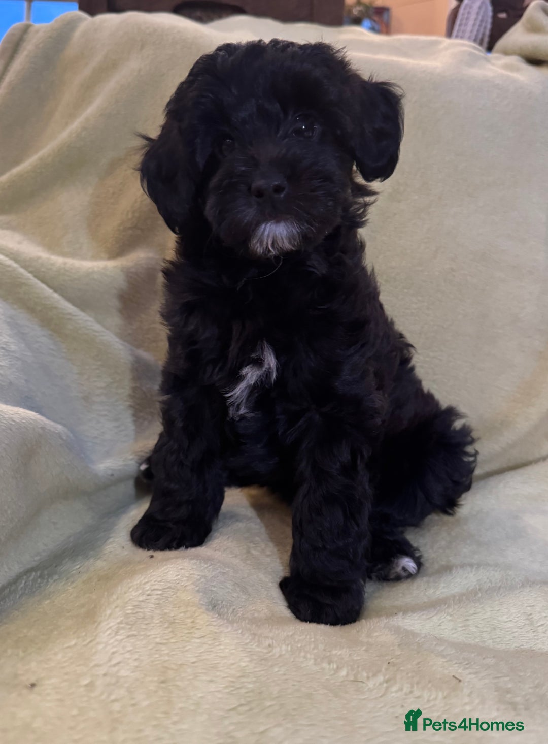 Yorkiepoo dogs for sale: Yorkiepoo pups - Image 6
