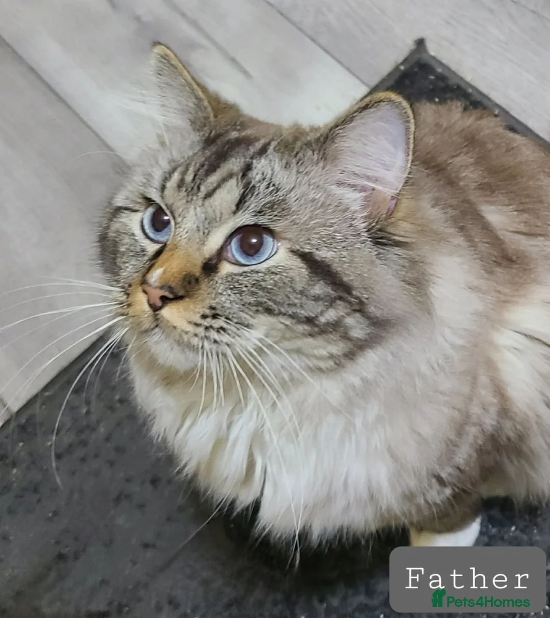 Ragdoll cats for sale: Six Ragdoll Kittens - Advert 3