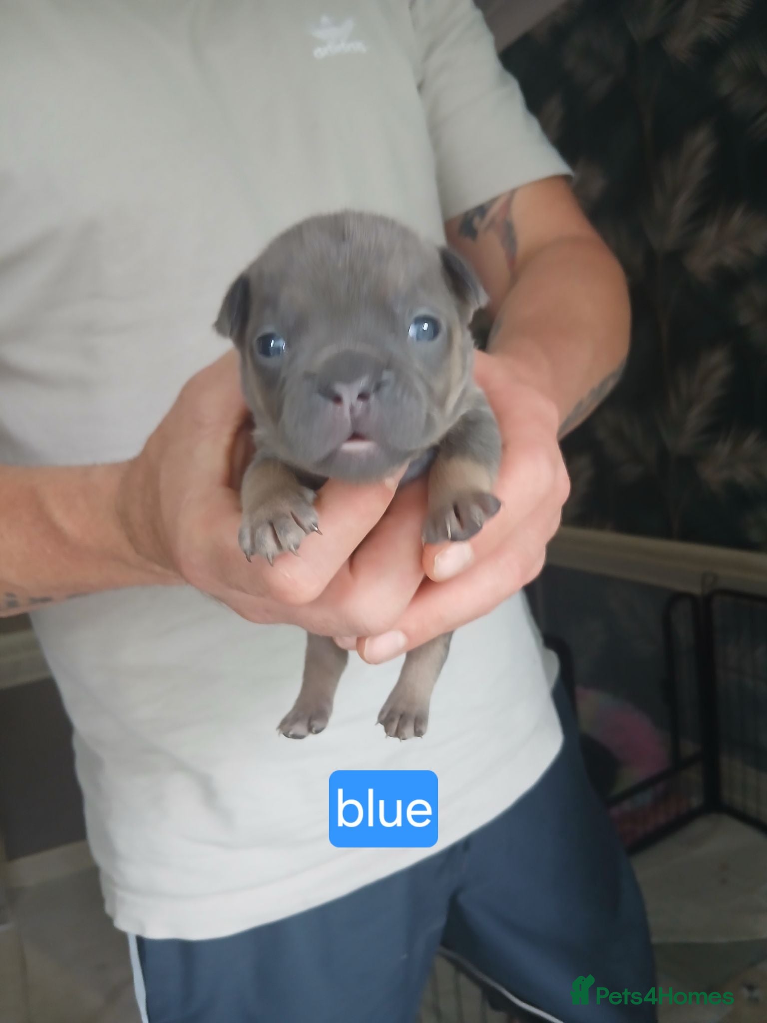 French Bulldog dogs French bulldog male pup - Advert 2