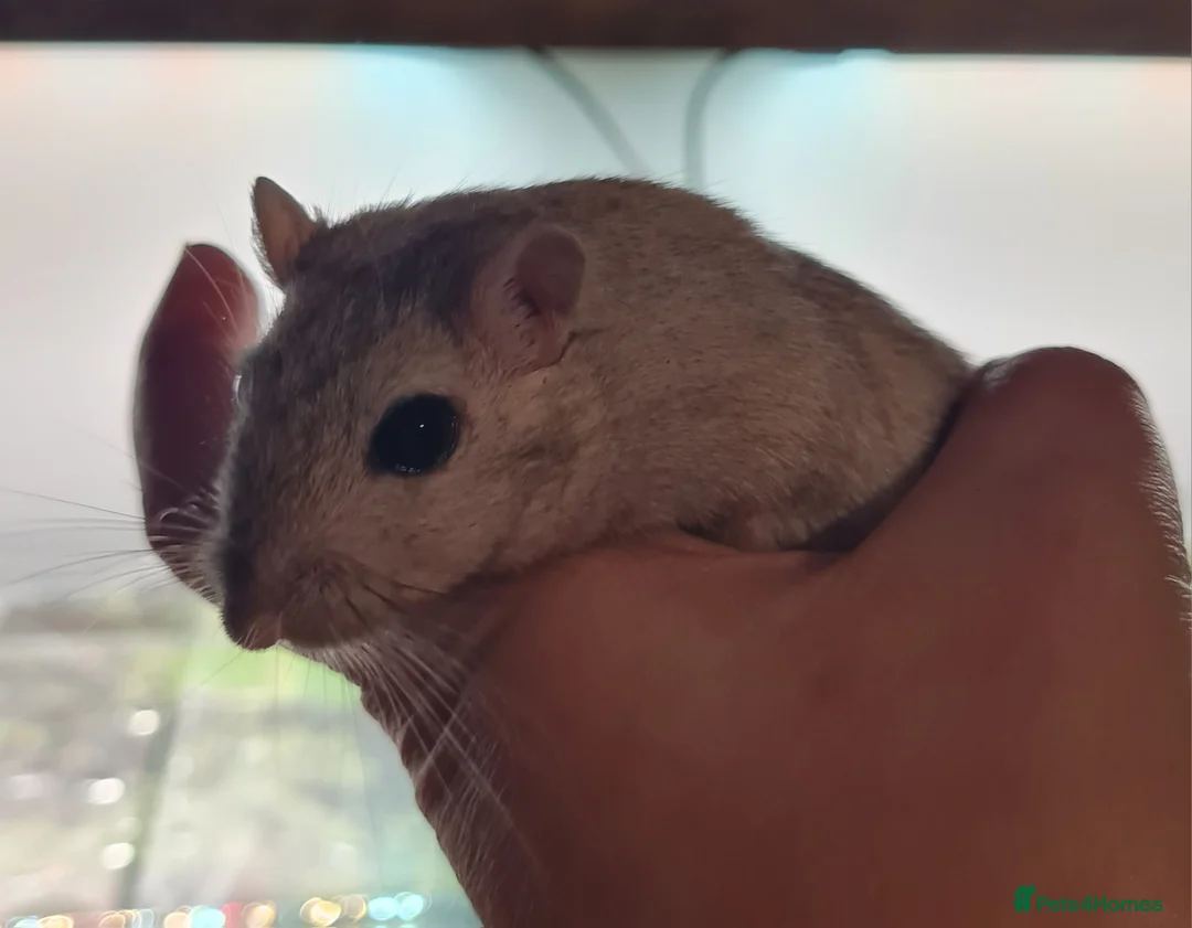Gerbil rodents for sale: Oak and Birch are ready to find their forever home - Advert 3