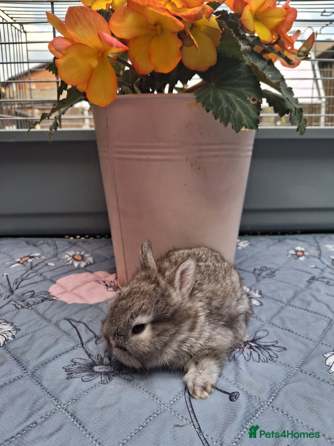 Mixed Breed rabbits for sale: Beautiful baby rabbits for sale - Image 5