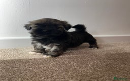 Lhasa Apso dogs for sale: 4 Lhasa Apso babies  - Image 3