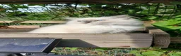 Ragdoll cats for sale: Gorgeous Blue Point Ragdoll Litter - Advert 5