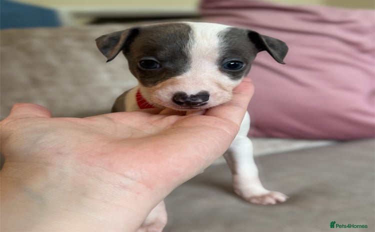 Whippet dogs - Advert 4