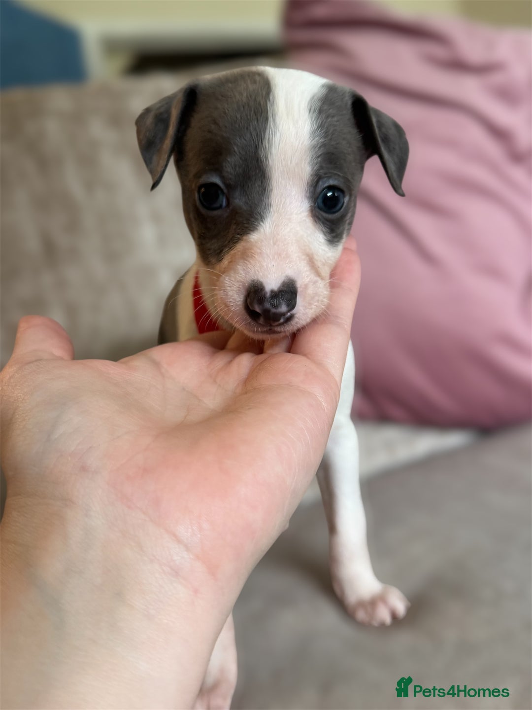 Whippet dogs for sale: All found homes-Beautiful Blue and White Parti BOY - Image 1